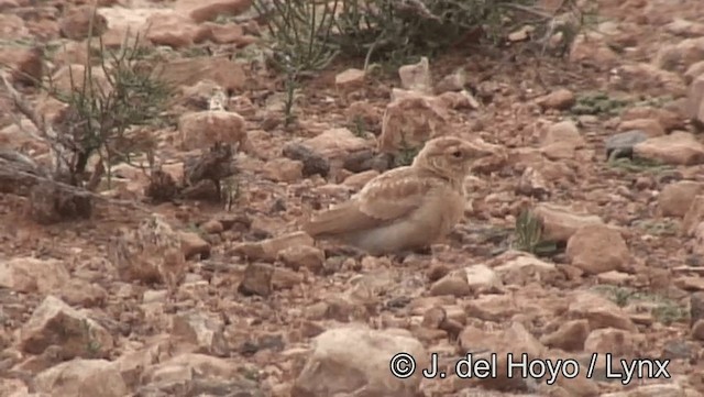 Temminck's Lark - ML201201231