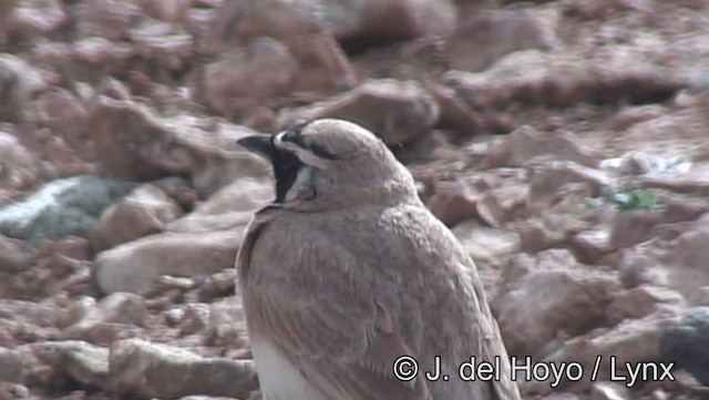 Temminck's Lark - ML201201241