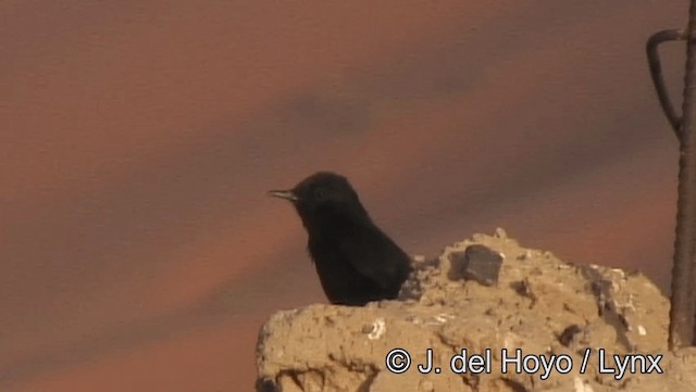 White-crowned Wheatear - ML201201271