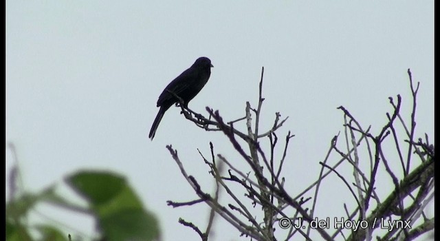 Forbes's Blackbird - ML201201481