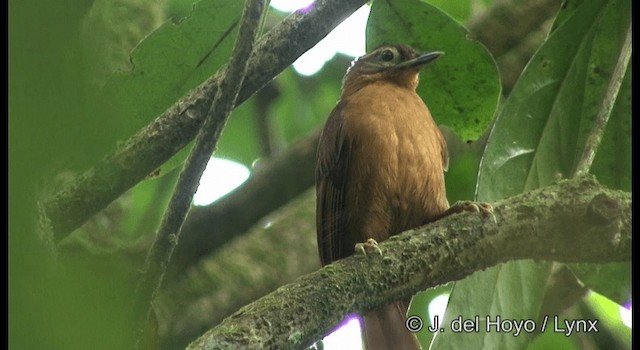 Alagoas Foliage-gleaner - ML201201491