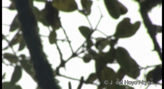 Alagoas Tyrannulet - ML201201511