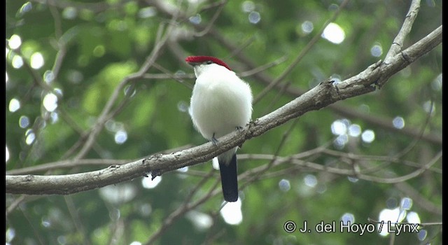 Araripe Manakini - ML201201541