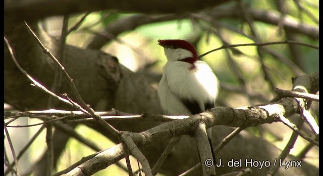 Araripe Manakini - ML201201561