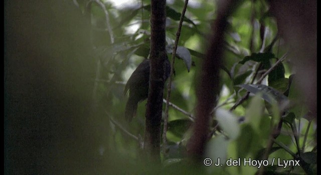 Brown-winged Schiffornis (Brown-winged) - ML201201721