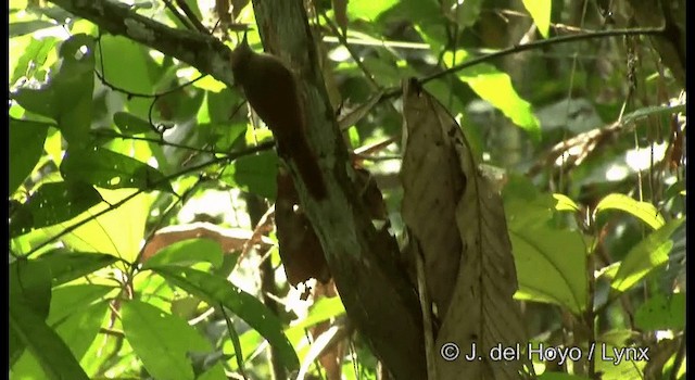 Olivaceous Woodcreeper - ML201201731