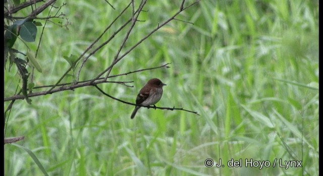 Mosquero Estriado - ML201201761