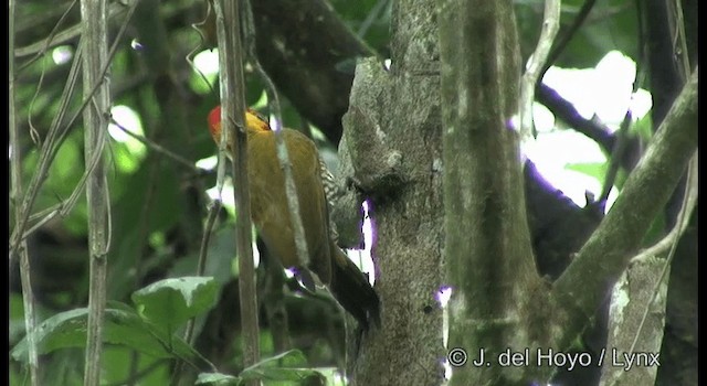 Carpintero Gorjigualdo - ML201201781