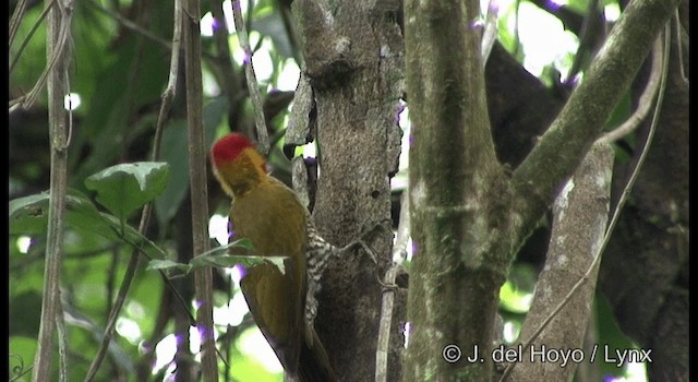 Yellow-throated Woodpecker - ML201201791