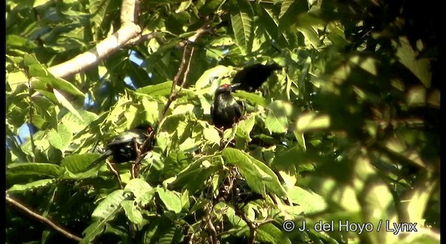 Metallic Starling (Metallic) - ML201201921