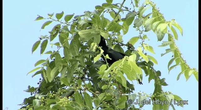 Metallic Starling (Metallic) - ML201201931