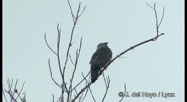 Pacific Baza - ML201201961