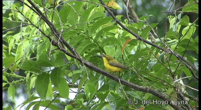 Sahul Sunbird - ML201202001