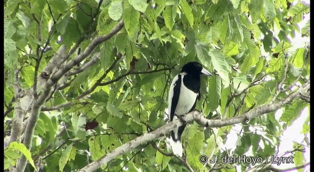 Hooded Butcherbird - ML201202021