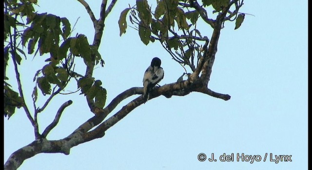 Hooded Butcherbird - ML201202041