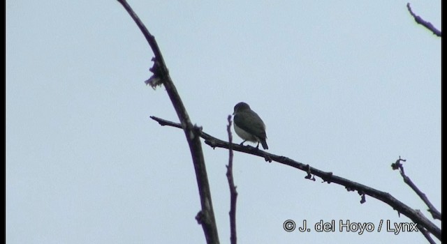 rødkroneblomsterfugl - ML201202061