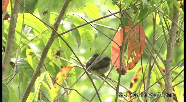 Red-capped Flowerpecker - ML201202071