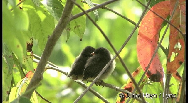 Red-capped Flowerpecker - ML201202081