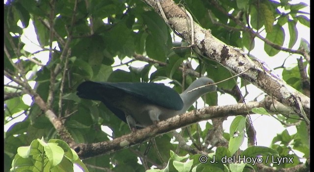 Geelvink Imperial-Pigeon - ML201202091