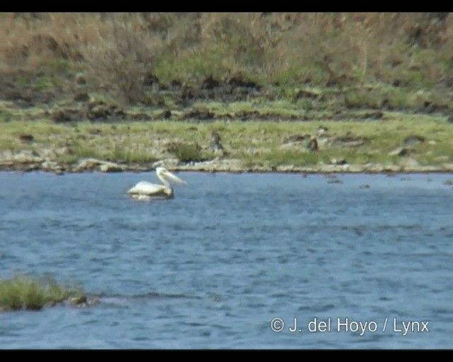 Pelikano gorrizta - ML201202151