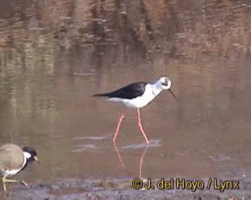 תמירון - ML201202171