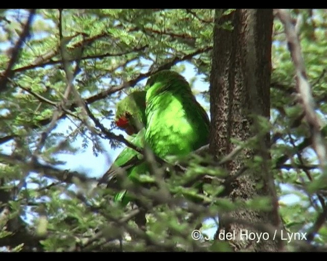 Black-winged Lovebird - ML201202231