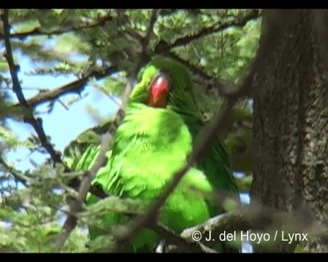 Black-winged Lovebird - ML201202241