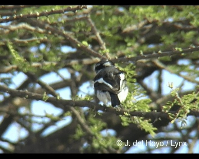 Western Black-headed Batis - ML201202261