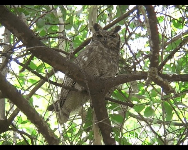 Grayish Eagle-Owl - ML201202311