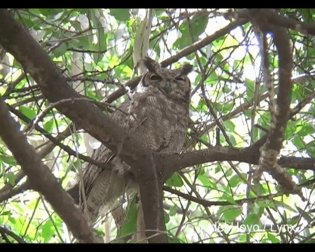 Grand-duc du Sahel - ML201202321