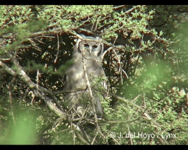 Verreaux's Eagle-Owl - ML201202331