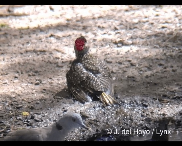 Nubian Woodpecker - ML201202341