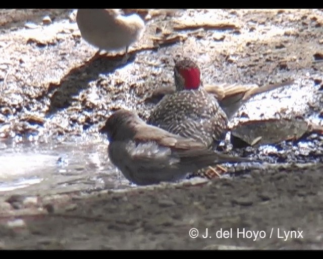 Nubian Woodpecker - ML201202361