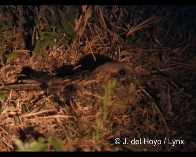 Slender-tailed Nightjar - ML201202371