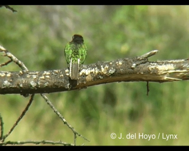 シロハラミドリカッコウ - ML201202381