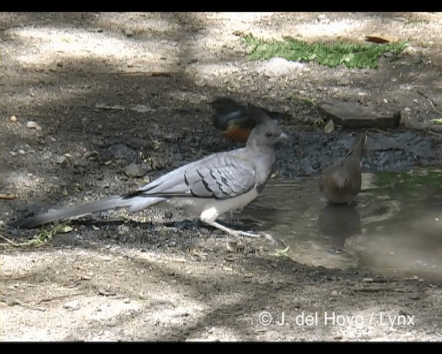 White-bellied Go-away-bird - ML201202451