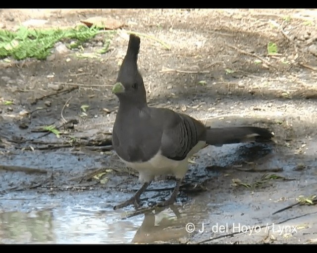 White-bellied Go-away-bird - ML201202461