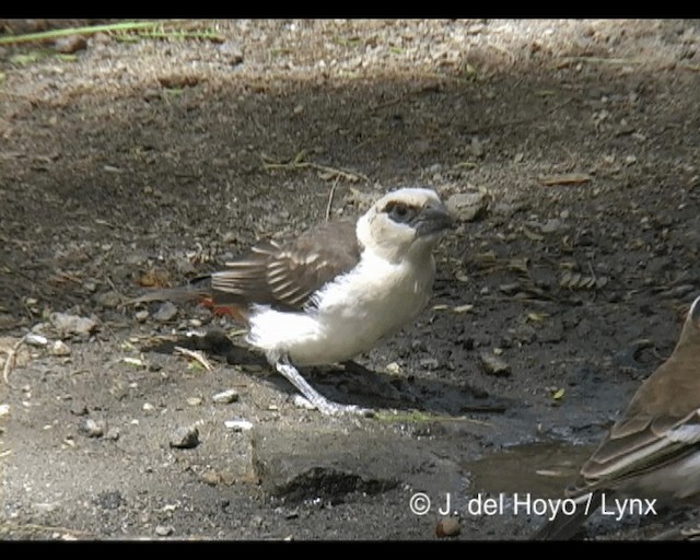 White-headed Buffalo-Weaver - ML201202511