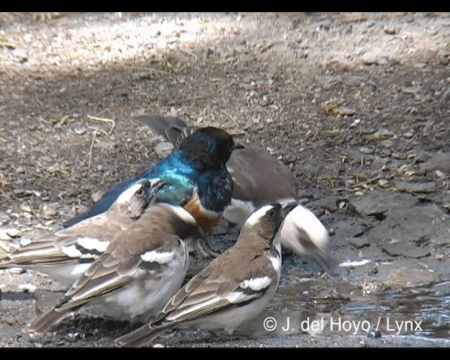 White-headed Buffalo-Weaver - ML201202521