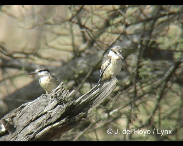 Striped Kingfisher - ML201202531