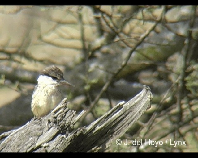 Striped Kingfisher - ML201202541