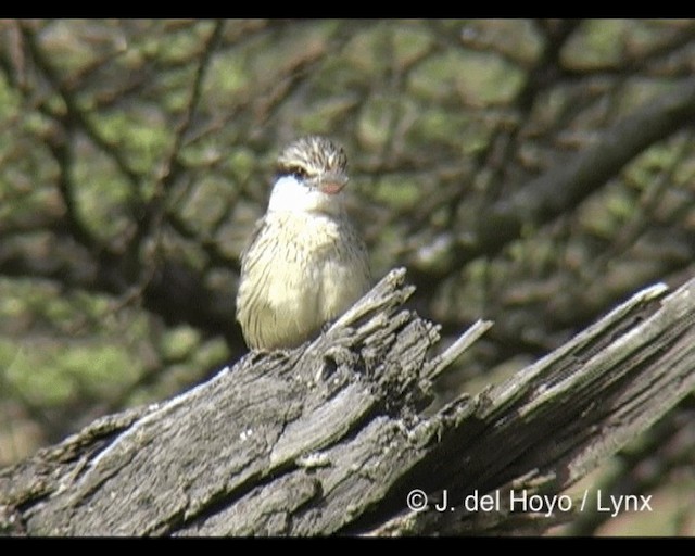 Streifenliest - ML201202551