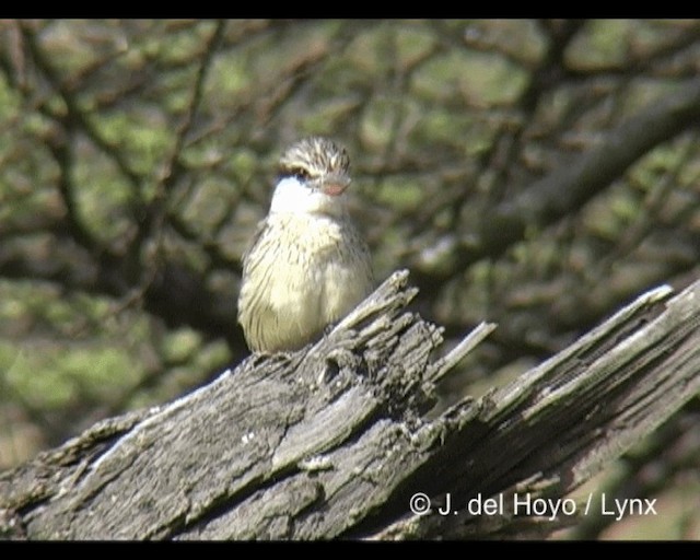 Striped Kingfisher - ML201202551