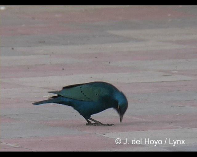 Greater Blue-eared Starling - ML201202591