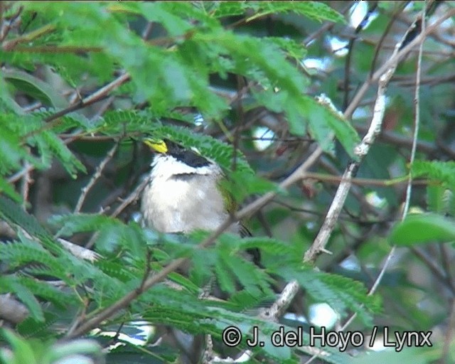 Sao Francisco Sparrow - ML201202721