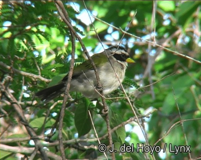 Sao Francisco Sparrow - ML201202731