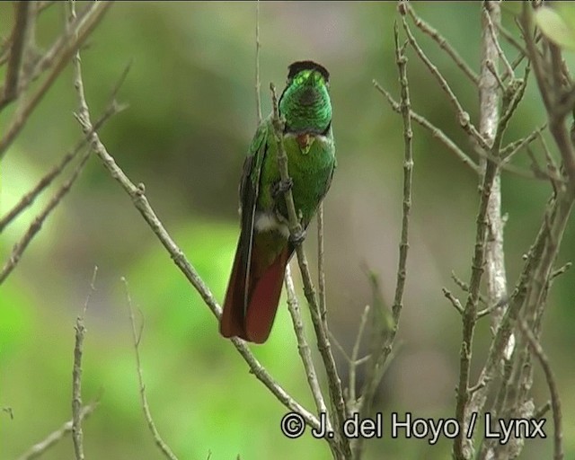 kolibřík krajkový - ML201202741