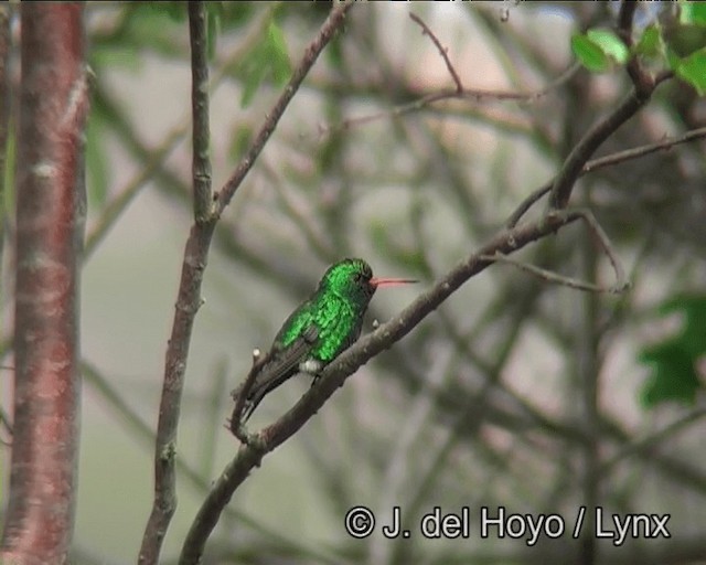 Glittering-bellied Emerald - ML201202771