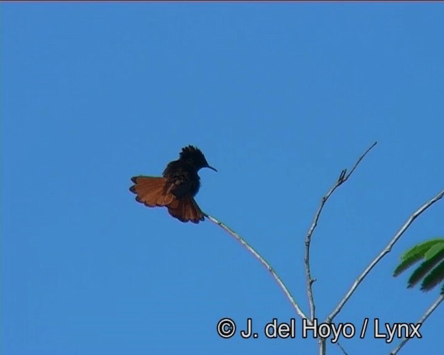 kolibřík červenohlavý - ML201202781