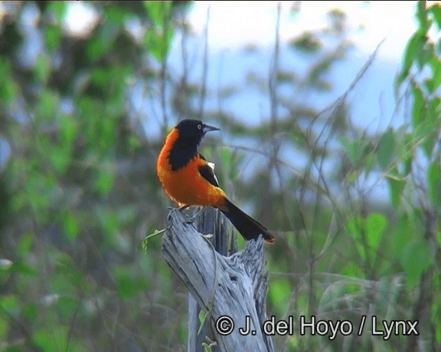 Turpial Brasileño - ML201202791